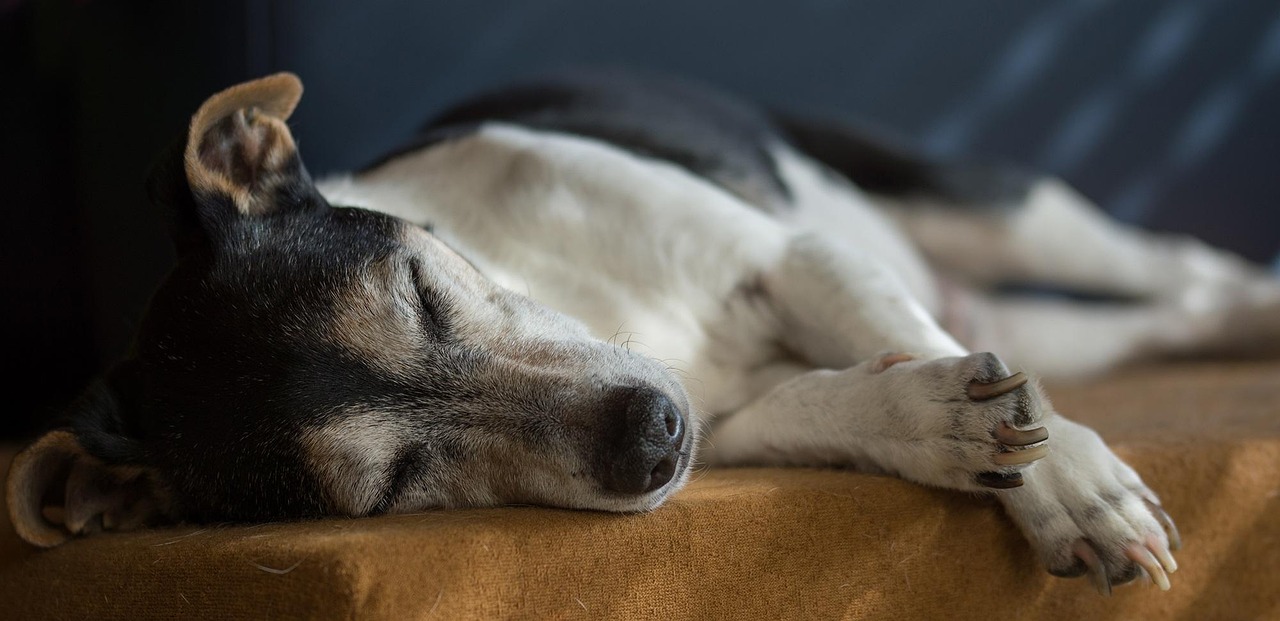 5 fattori da considerare per garantire il massimo comfort al tuo pet