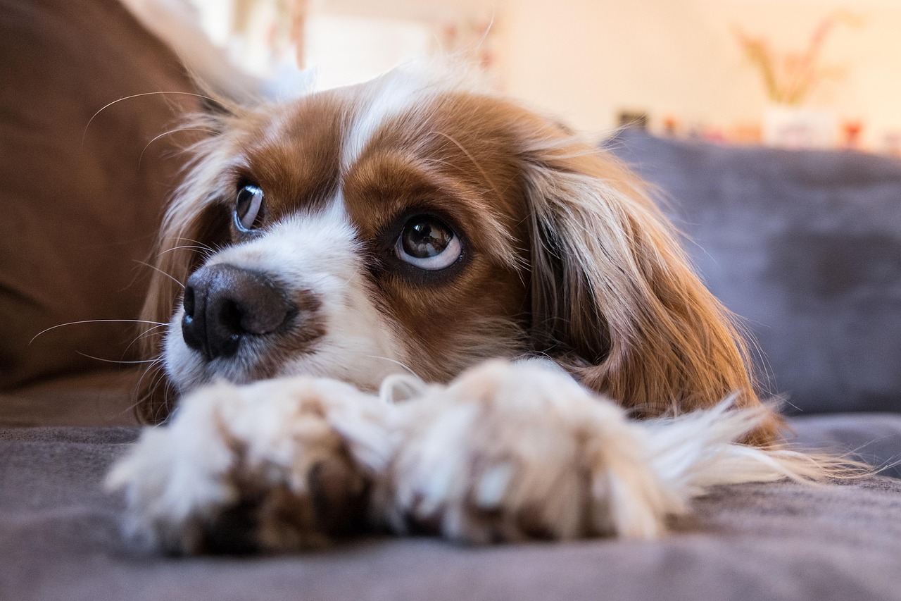 7 errori comuni quando si sceglie una cuccia per animali domestici
