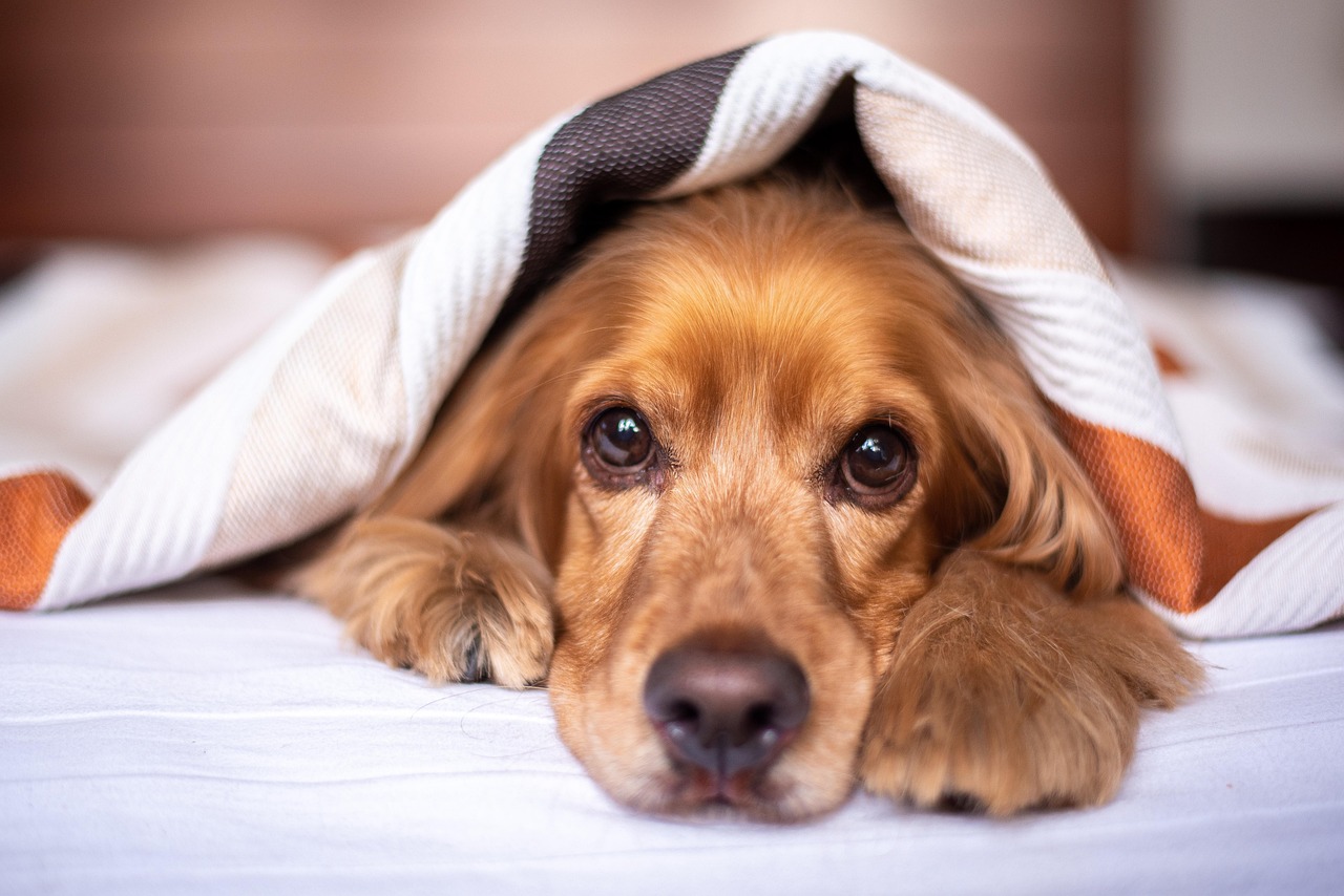 Come scegliere una cuccia che offre comfort e sicurezza al tuo pet