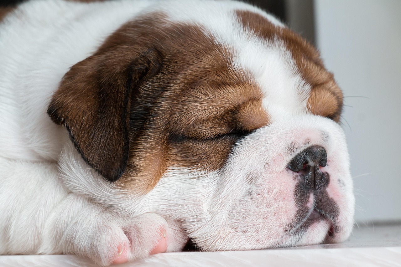 Memory foam: perché è fondamentale per il benessere del tuo pet?